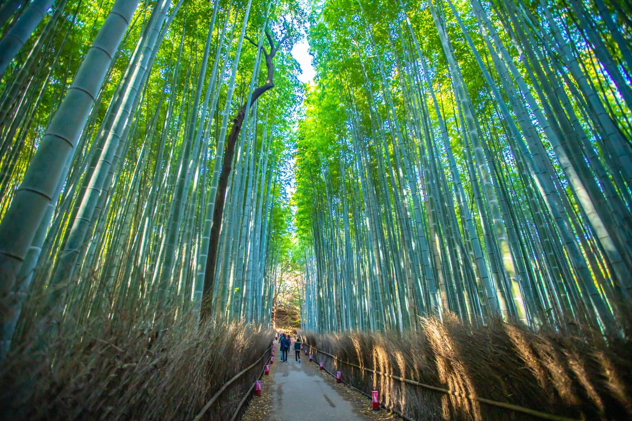 嵐山竹林の小径